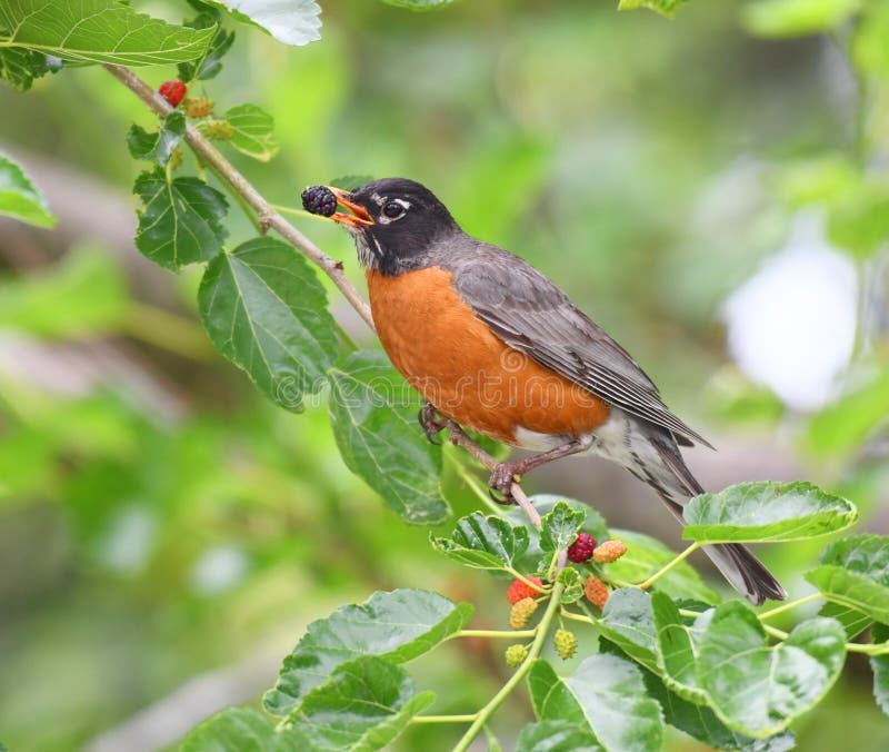 一只知更鸟在树上吃桑葚 免版税图库摄影