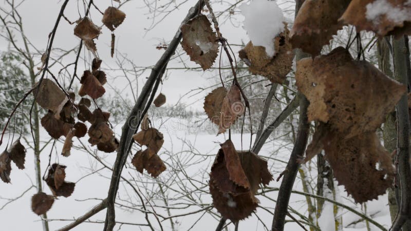 树上的叶子在被雪覆盖的冬季森林中随风摇动