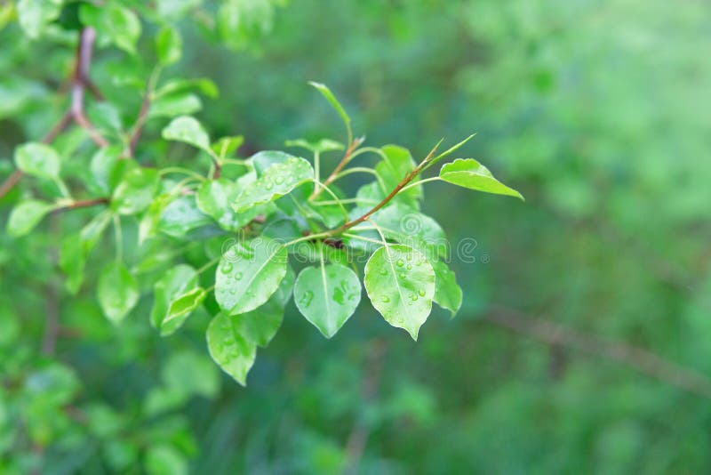树叶晨露. 在森林自然景观的树枝上滴下雨. 自然生态学背景 免版税库存照片