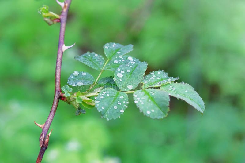 树叶晨露. 在森林自然景观的树枝上滴下雨. 自然生态背景拯救纯水概念 库存照片