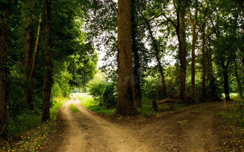 Scenic forest with  fresh green deciduous trees. A sunny field in the distance. The picture has a feeling of mystery. Path of life and choices to make. Scenic forest with  fresh green deciduous trees. A sunny field in the distance. The picture has a feeling of mystery. Path of life and choices to make.