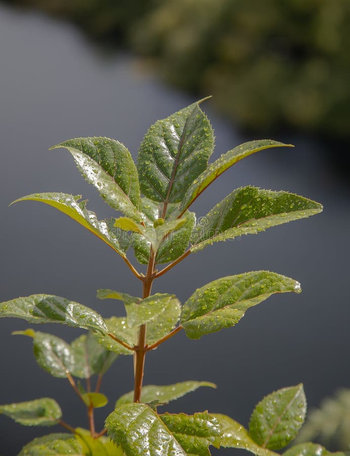 树枝上有雨露的绿叶,特写新鲜和野生的符号 免版税库存照片