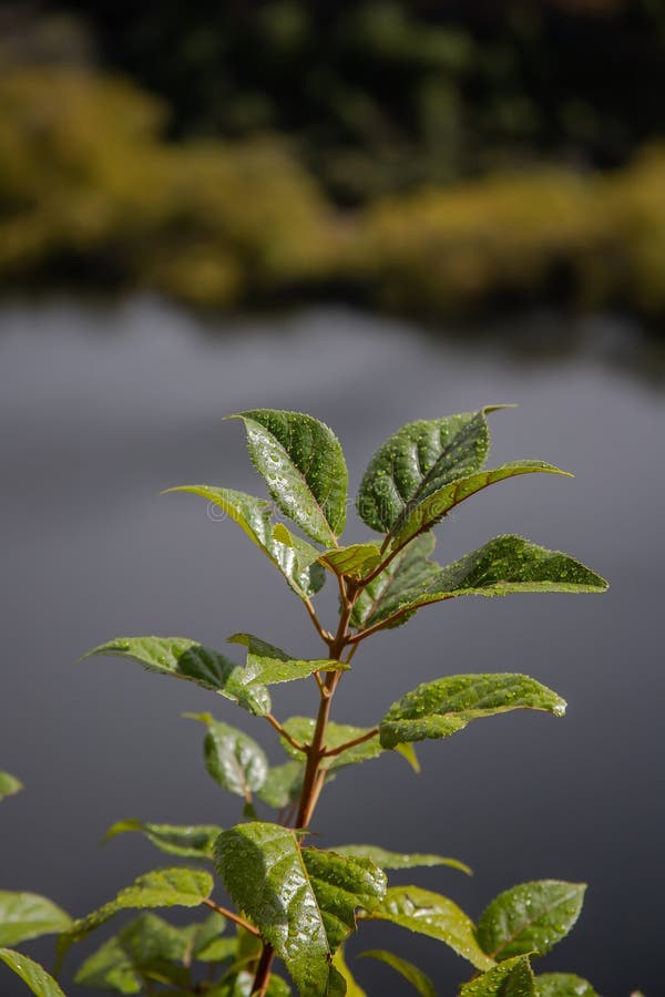 树枝上有雨露的绿叶,特写新鲜和野生的符号 图库摄影