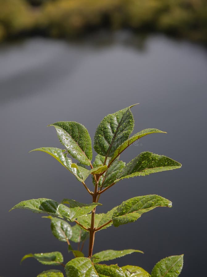 树枝上有雨露的绿叶,特写新鲜和野生的符号 免版税图库摄影