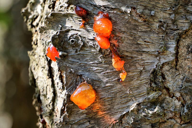 Macro of the bark of a tree showing orange resin gulping out. Macro of the bark of a tree showing orange resin gulping out