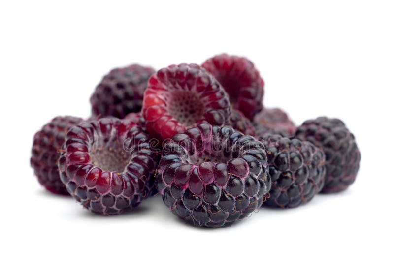 Black raspberry Cumberland isolated on white background. Black raspberry Cumberland isolated on white background