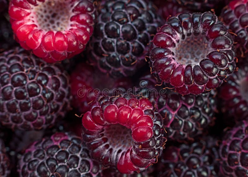 Black raspberry Cumberland closeup background. Black raspberry Cumberland closeup background