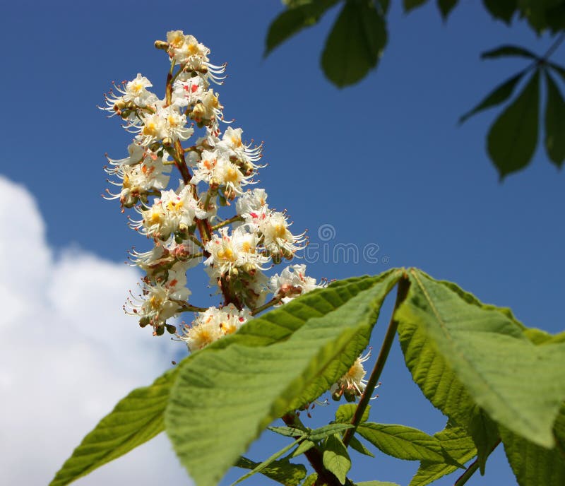 Horse chestnut-tree branch with leaves and flowers on blue sky. Horse chestnut-tree branch with leaves and flowers on blue sky.