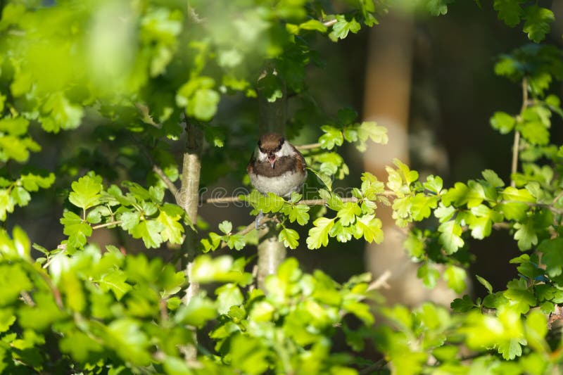 Chestnut-backed chickadee feeding in woods, they are rather dark, richly-colored chickadee of the Pacific Northwest. Small, big-headed, and tiny-billed, much like other chickadees, but reddish-brown back and brownish sides are unique. Prefers humid forests, often with dense conifers and oaks. Chestnut-backed chickadee feeding in woods, they are rather dark, richly-colored chickadee of the Pacific Northwest. Small, big-headed, and tiny-billed, much like other chickadees, but reddish-brown back and brownish sides are unique. Prefers humid forests, often with dense conifers and oaks