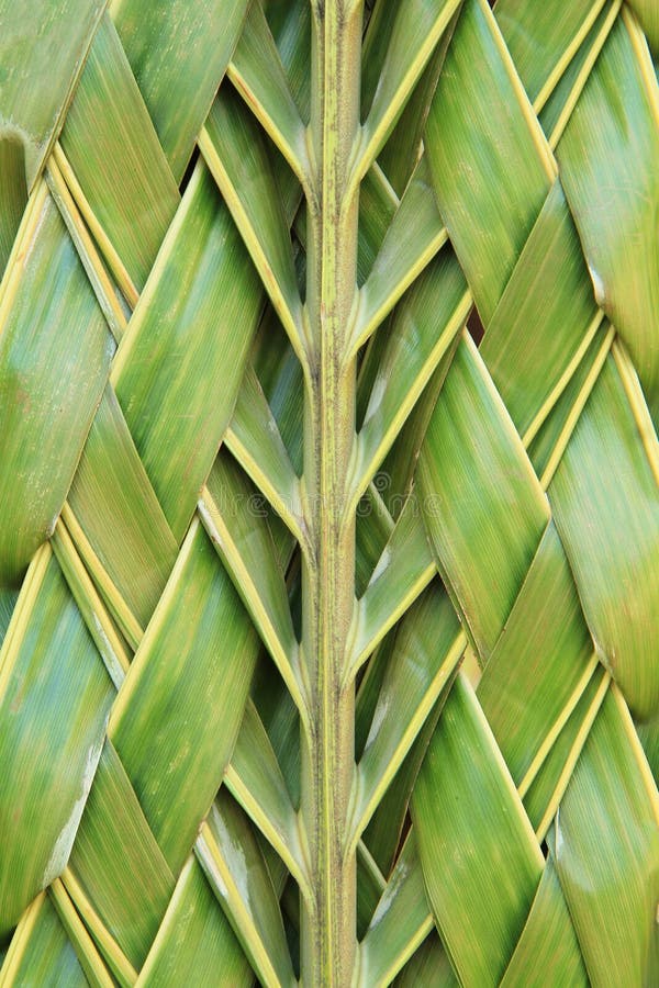 Pattern weaving made from coconut leaves. Pattern weaving made from coconut leaves