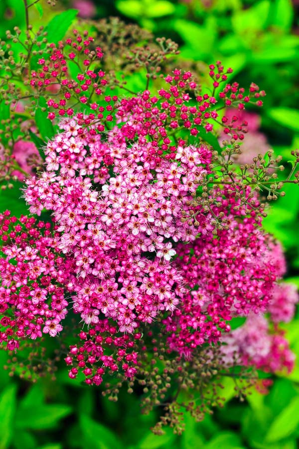 桃红色绣线菊类的植物花