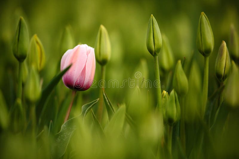桃红色郁金香绽放，红色美丽的郁金香在与阳光，花卉背景，庭院场面，荷兰，荷兰的春天调遣 免版税库存照片