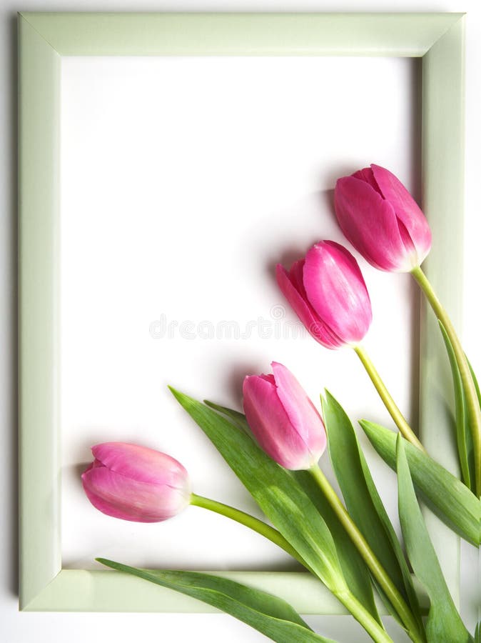 Green frame with spring tulips. Green frame with spring tulips