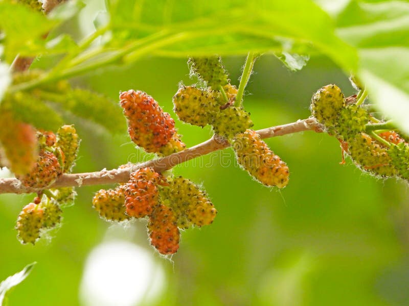 桑 免版税图库摄影