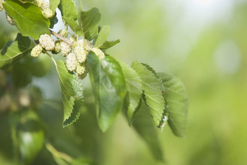白桑葚果实 库存照片