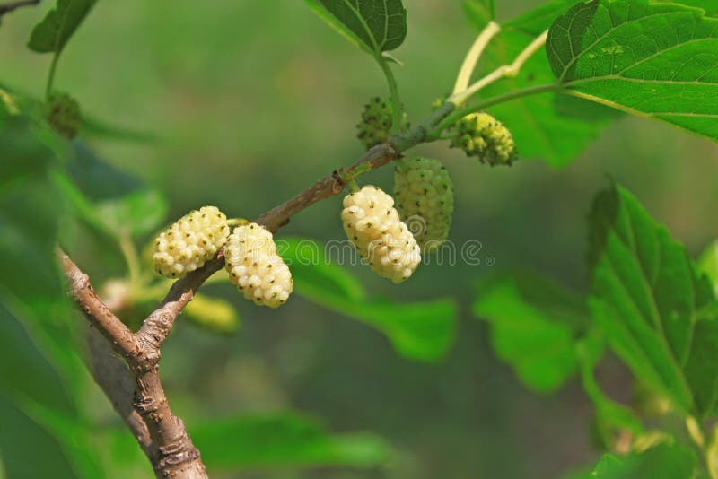 桑葚 免版税库存图片