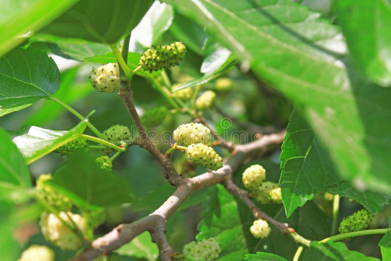 桑树 库存照片