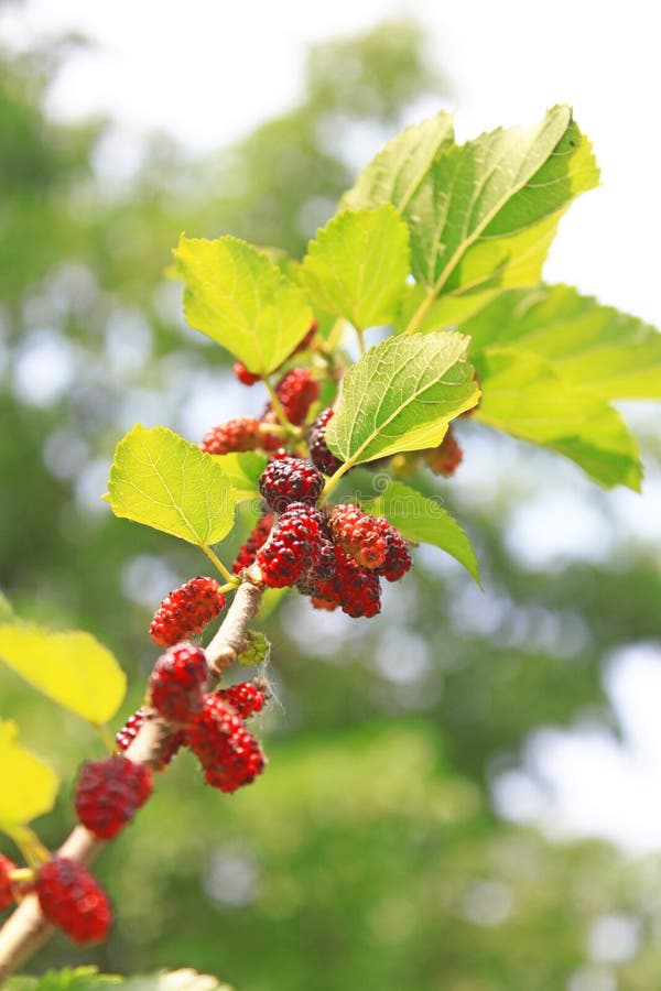 桑葚 免版税库存照片