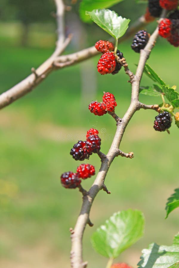 桑树 免版税库存图片