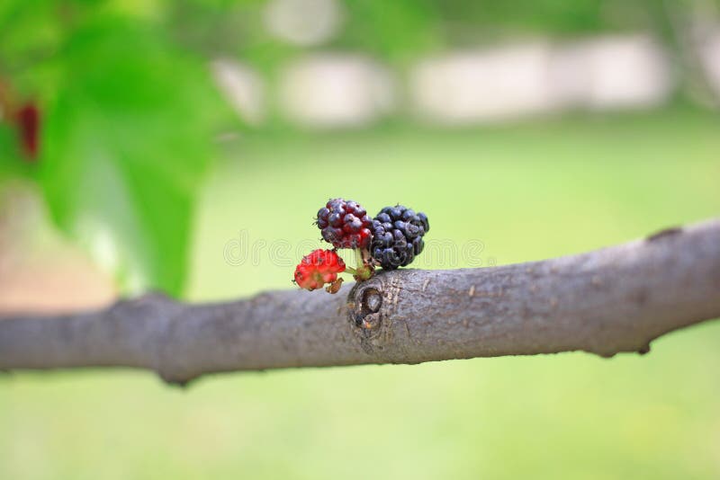 桑树 免版税库存照片