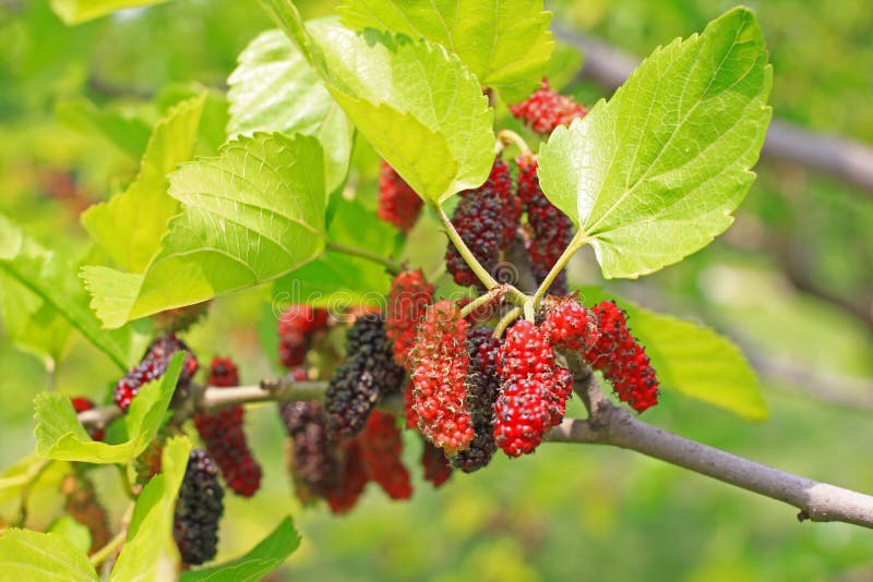 桑葚 免版税库存照片