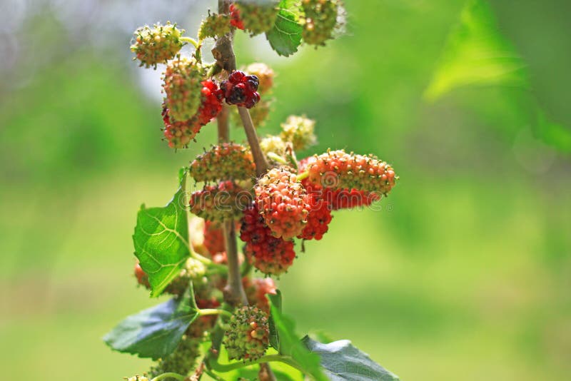 桑树 免版税图库摄影