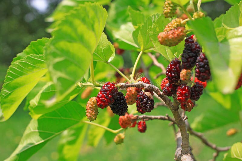 桑树 免版税库存照片