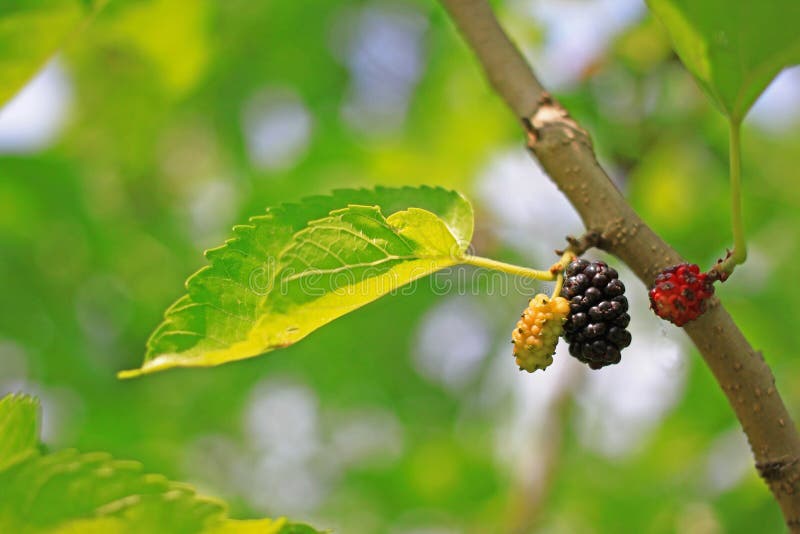 桑葚 免版税库存图片