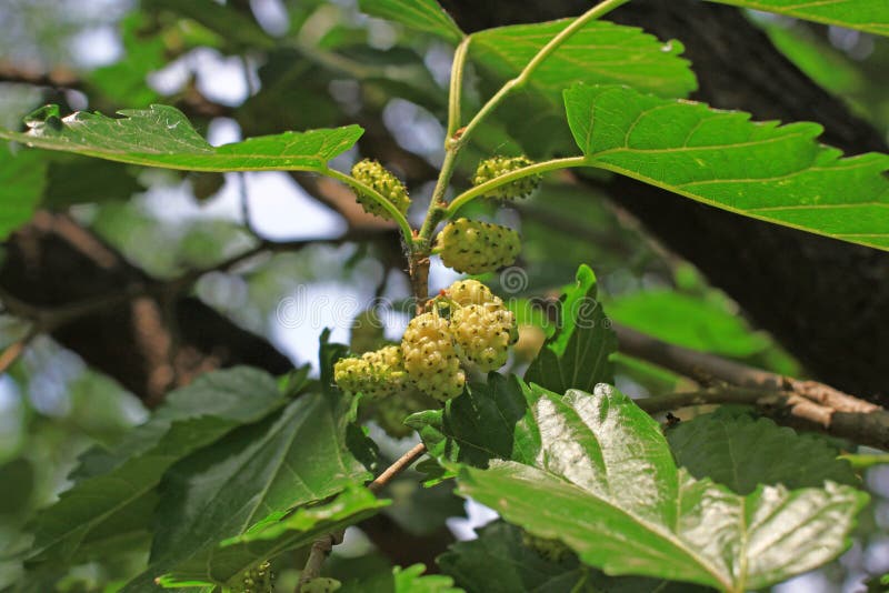 桑树 免版税库存照片