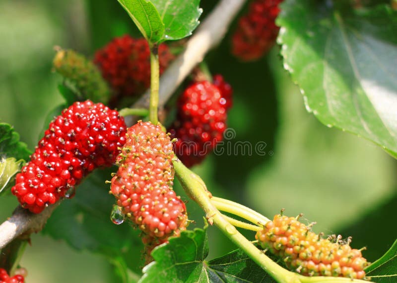 桑树 免版税库存照片