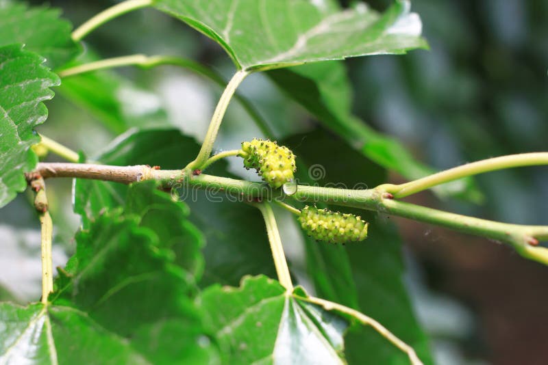 桑树 免版税库存照片