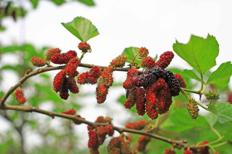 桑树 免版税图库摄影