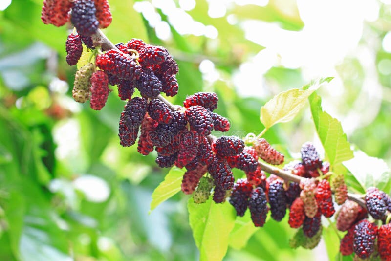 桑树 免版税库存图片