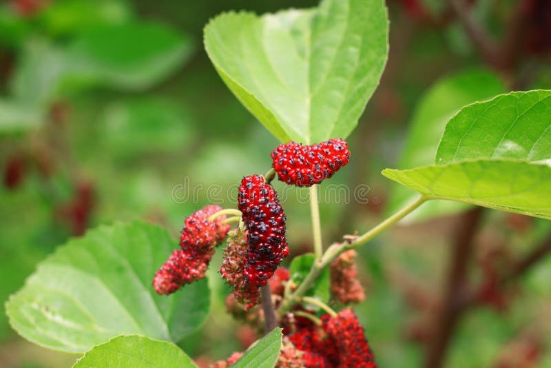 桑树 免版税库存照片