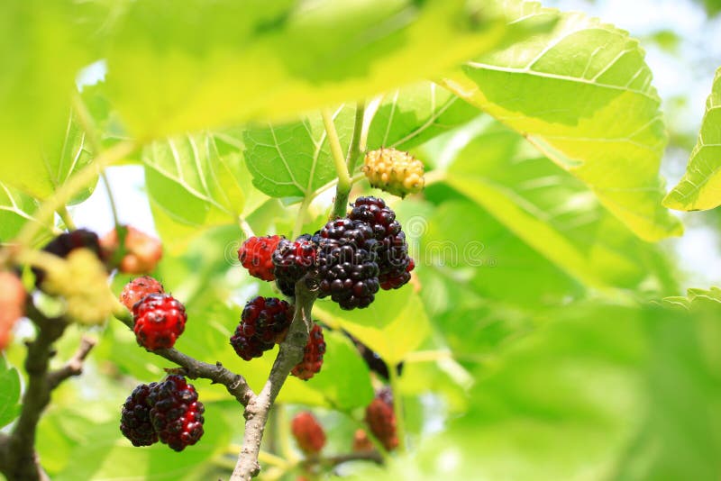 桑葚 免版税库存图片