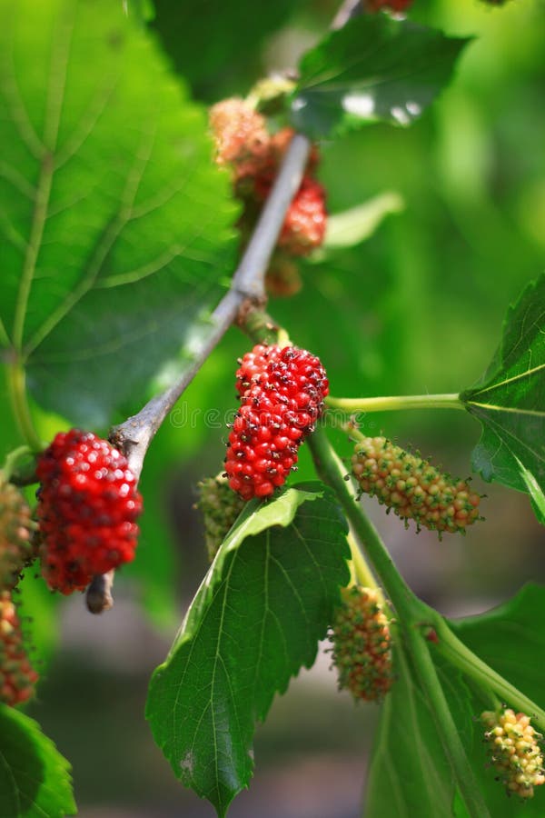 桑树 免版税库存图片