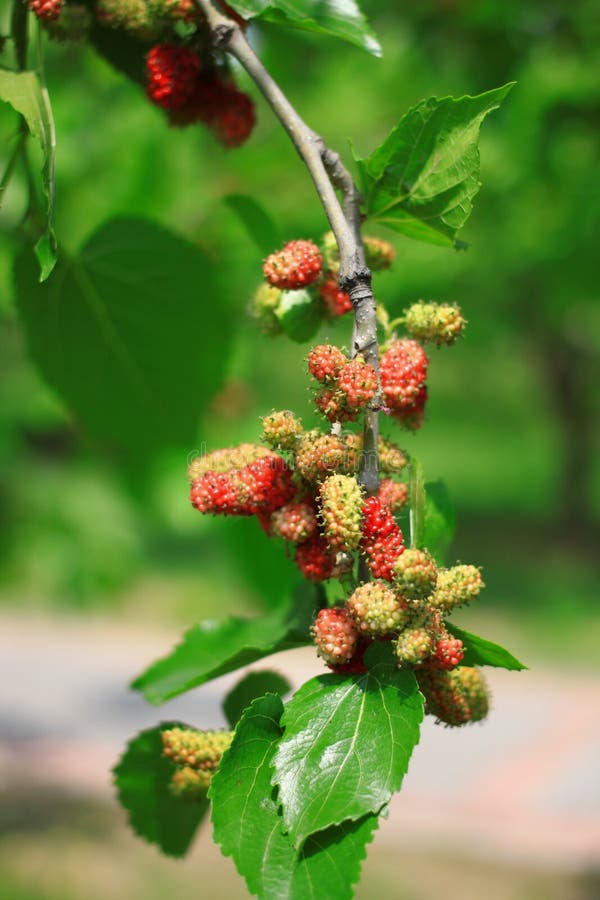 桑葚 免版税图库摄影