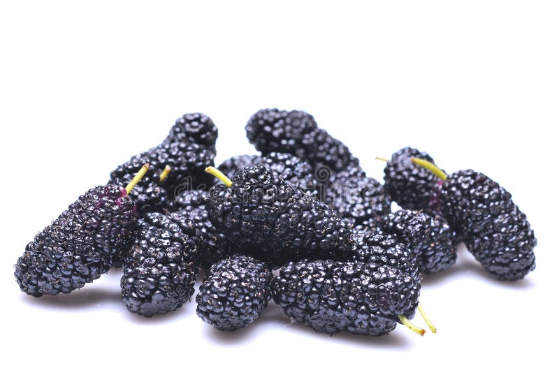 桑葚 免版税库存图片