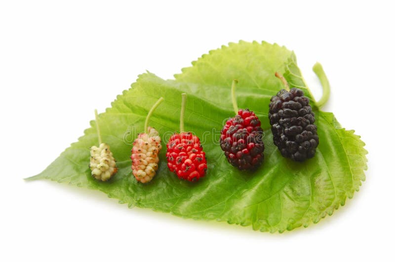 桑葚 免版税库存图片