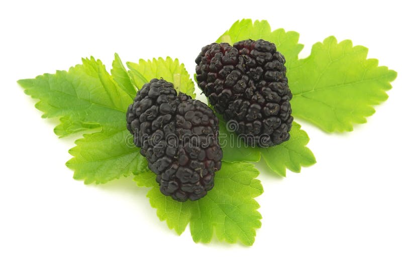 桑葚 免版税库存照片