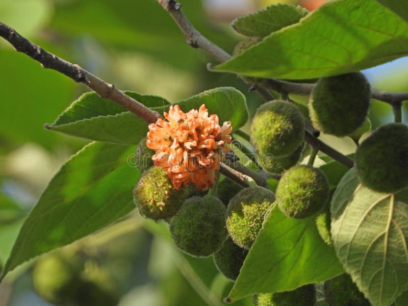 纸 Mulberry 免版税库存照片