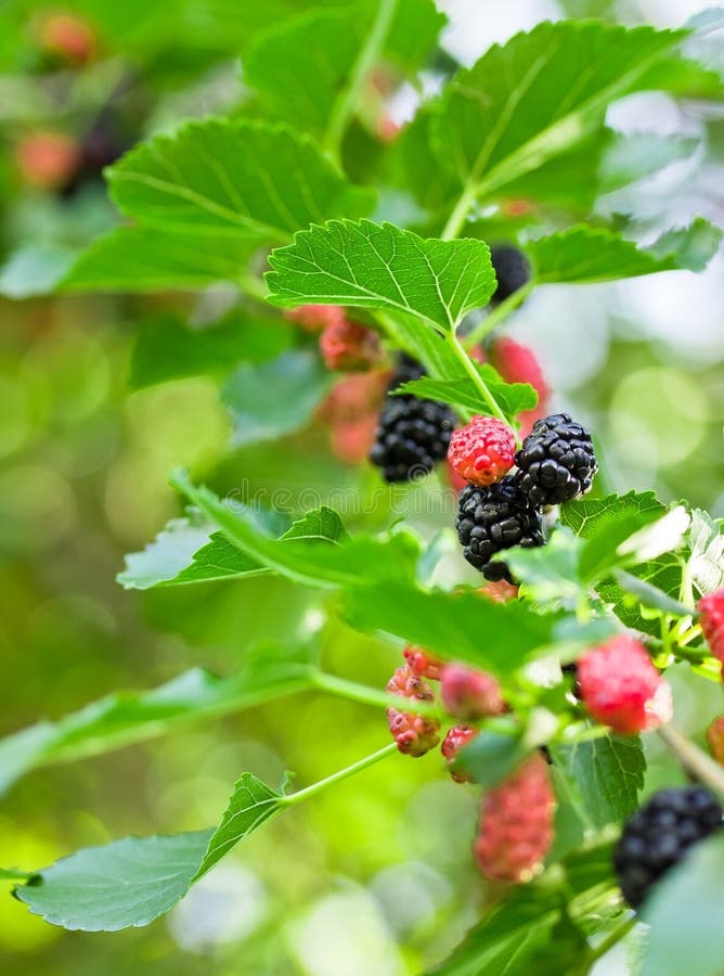 桑枝 免版税库存照片