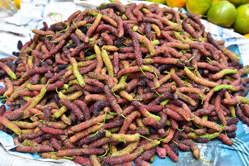 印度桑葚 库存图片