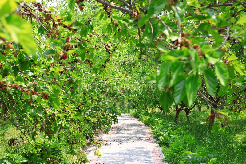 桑树的枝条 免版税库存照片