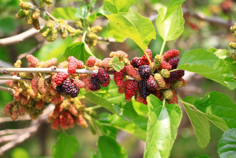 桑树的枝条 库存图片