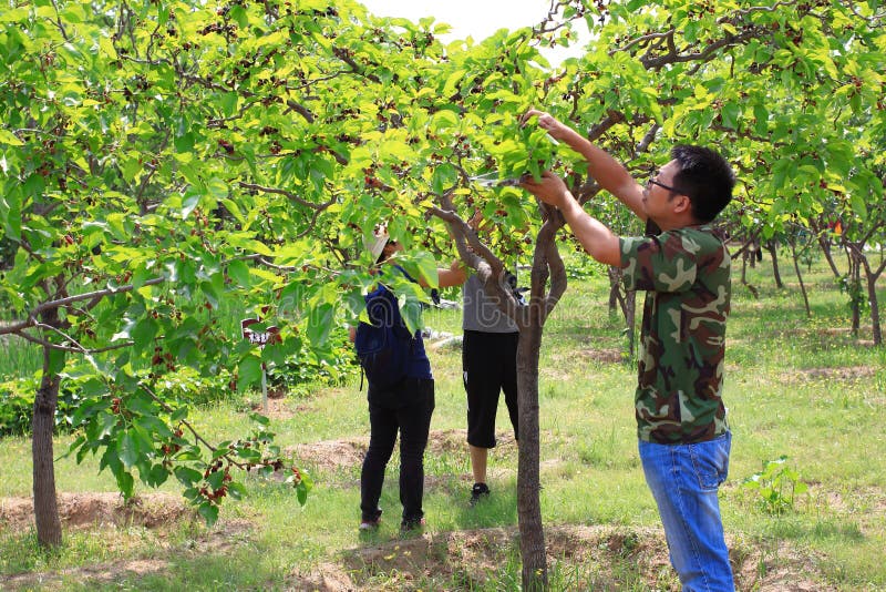 桑树节日 免版税图库摄影
