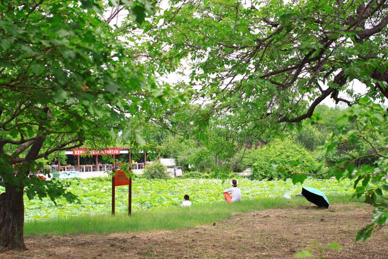 桑树节日 库存图片