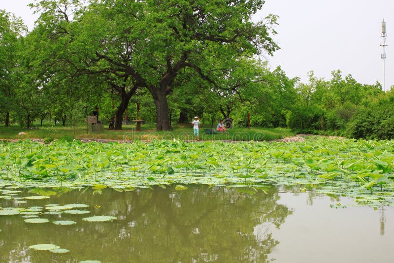 桑树节日 库存照片