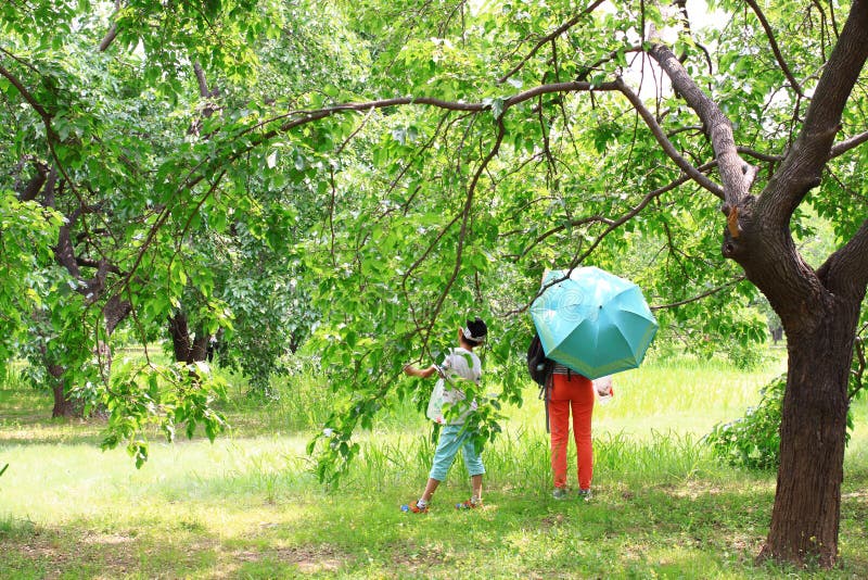 桑葚节 库存图片