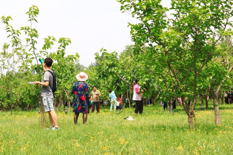 桑葚节 免版税库存照片